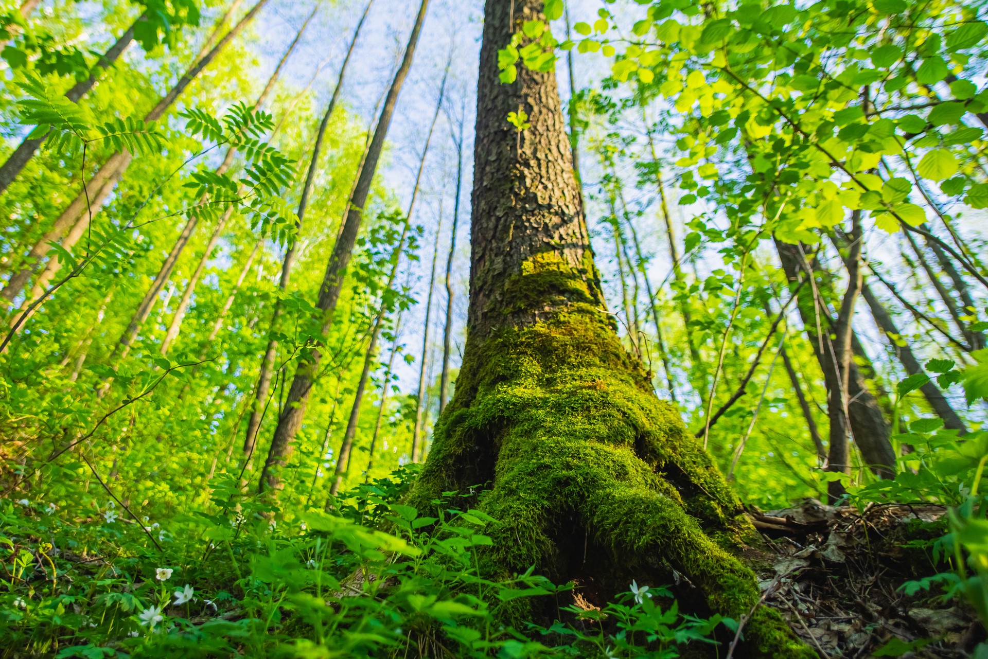 Nature conservation concept. Forest. Summer nature. Sustainability.